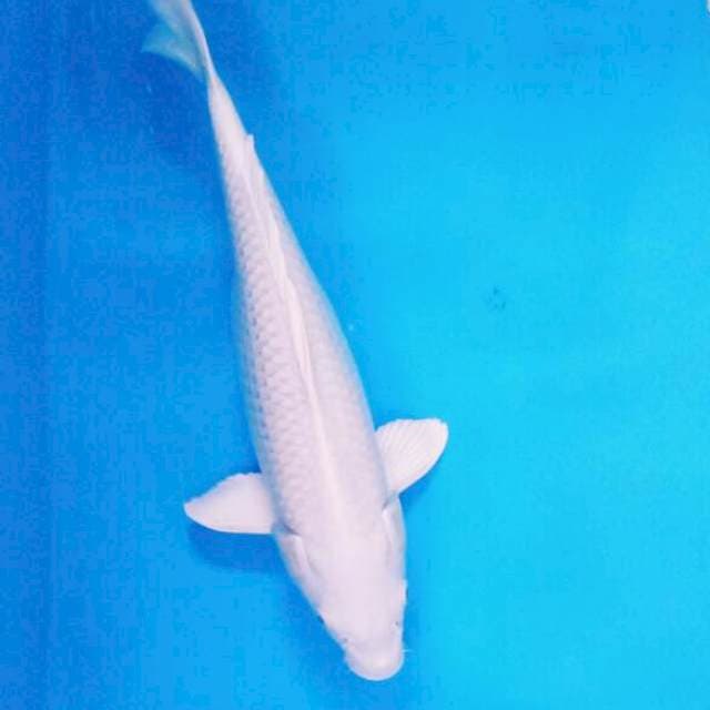 Platinum 42 cm