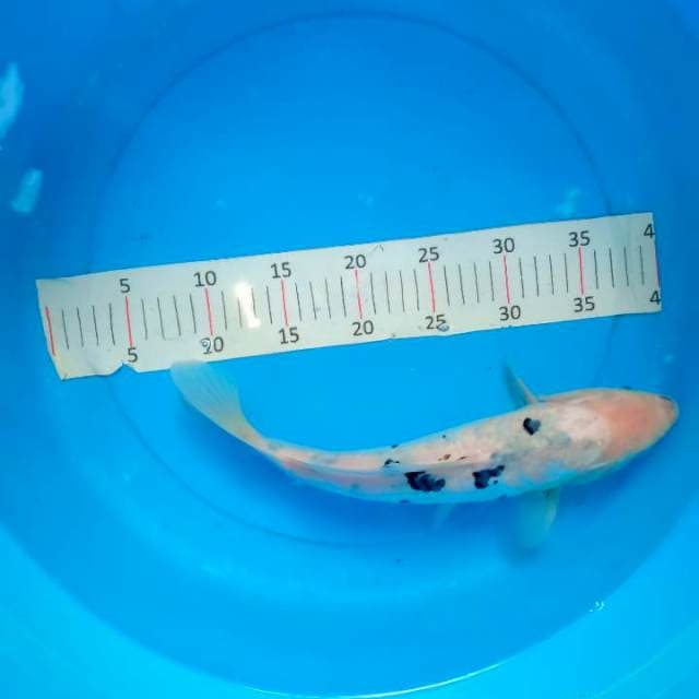 Bekko 34cm