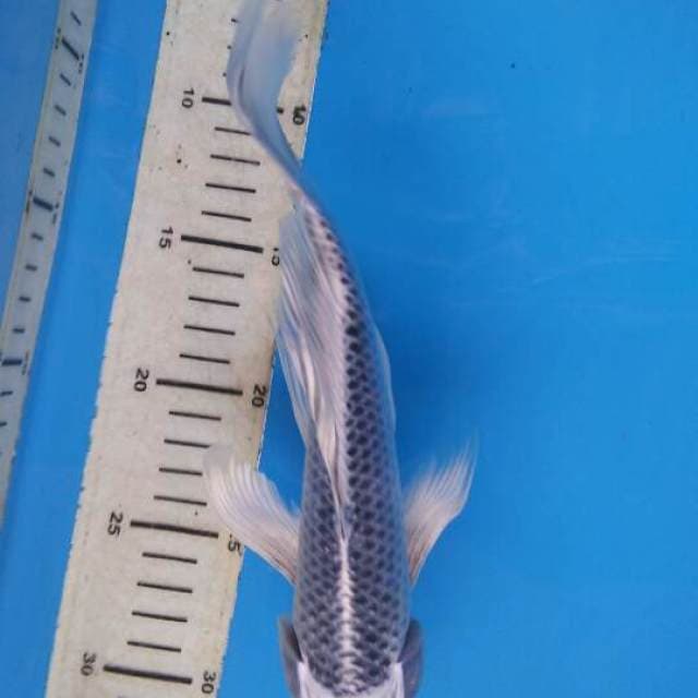 KUMPAY MATSHUBA