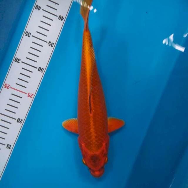 RED MUKASHI
