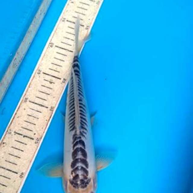 Shusui 30cm
