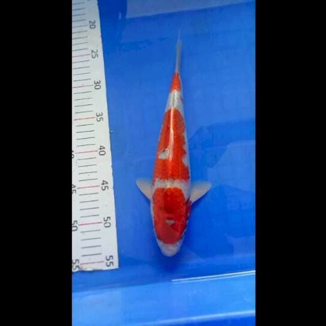 Hariwake merah