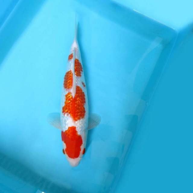 B. JUNAKOI ( TSUN TZU ~ KOHAKU GIN RIN )