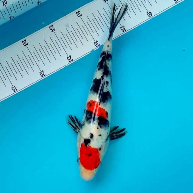 MARUTEN SANKE #27CM