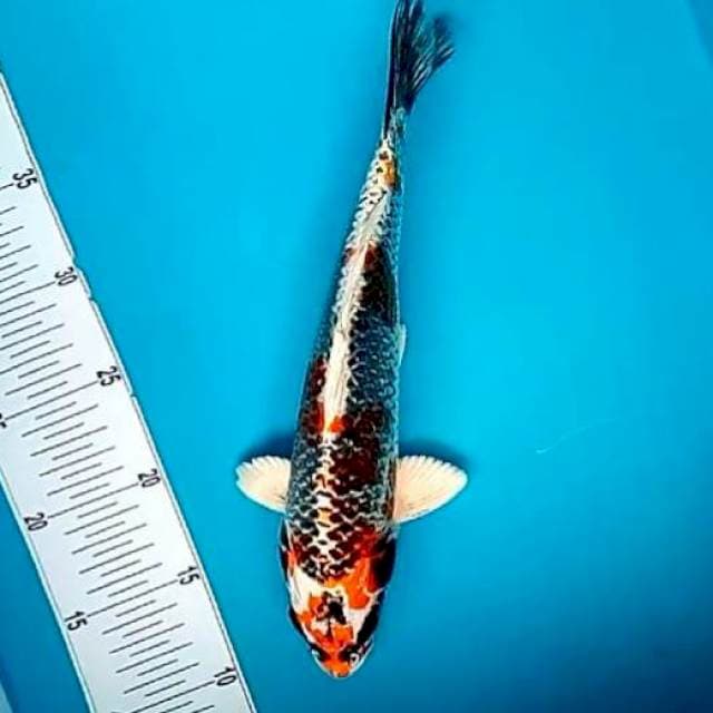 KUJAKU #30CM