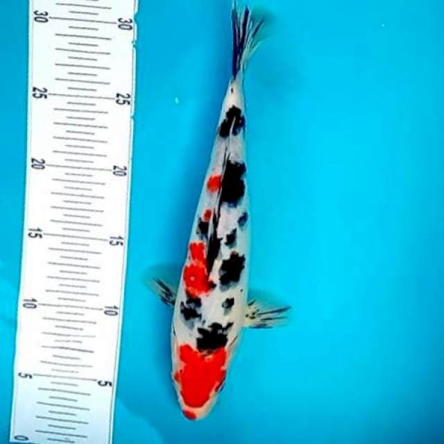 SANKE #28CM