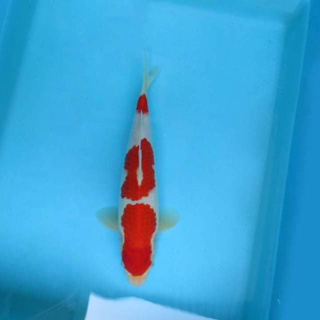 C. JUNAKOI ( KOHAKU 3 STEPS )
