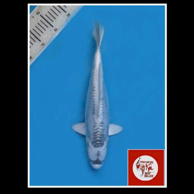 36cm - F1 Gin Matsuba Bersih