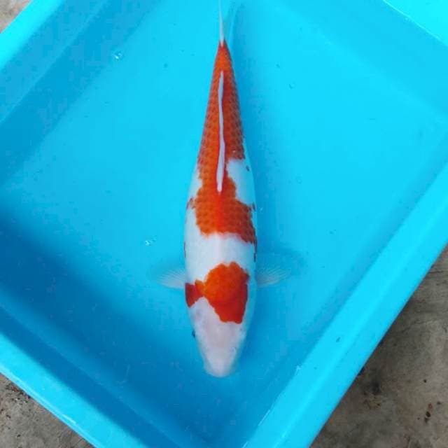 NJK - KOHAKU ORIGINAL