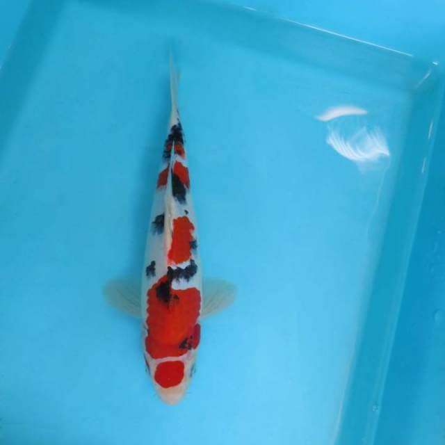 D. JUNAKOI ( MARUTEN SANKE )