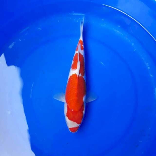 KUHAKU BERGINCU