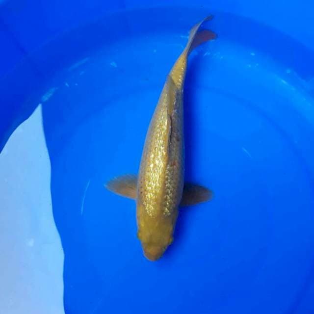 KARAMEL PENJINAK KOLAM