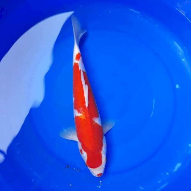 ORIGINAL KOHAKU BERGINCU