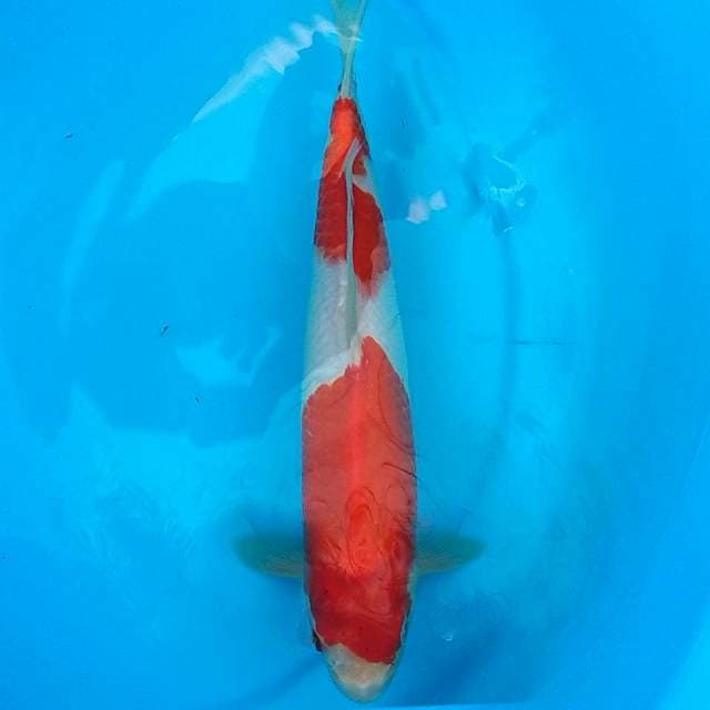 Kohaku ND bulky 29