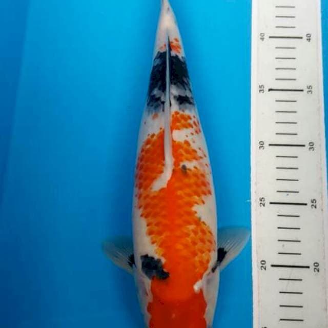 kanoko