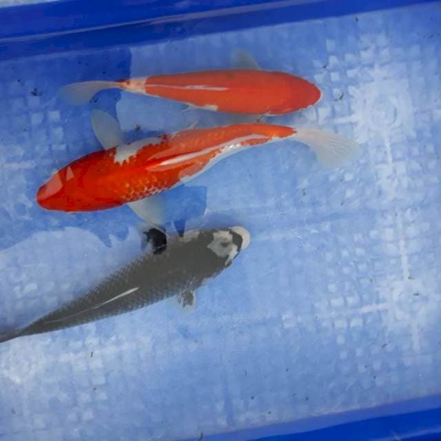Koi ukur 25 sampai 28 cm