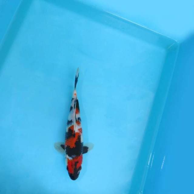 H. JUNAKOI ( MEDUSA ~ SHOWA SANSOKU )