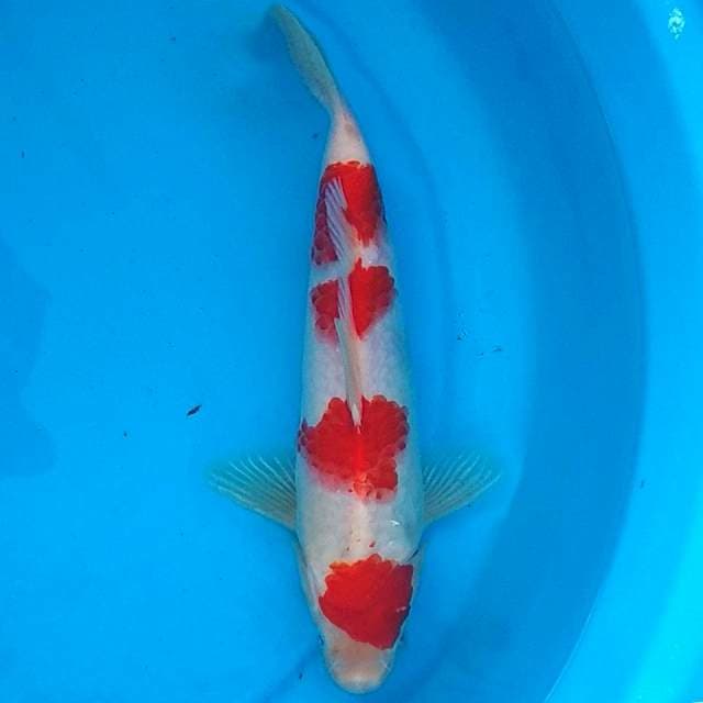 29 CM - STEPING KOHAKU