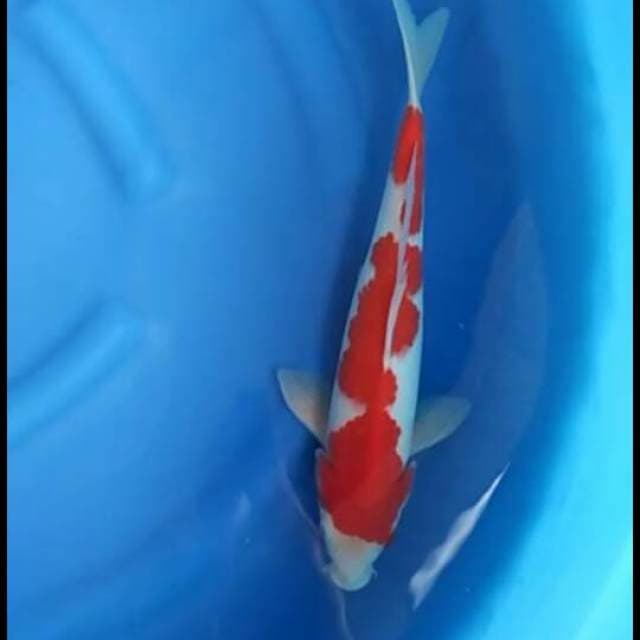 F1sakai - kohaku super red