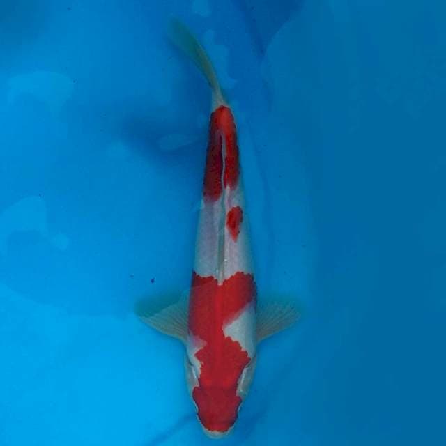 32 CM - KOHAKU