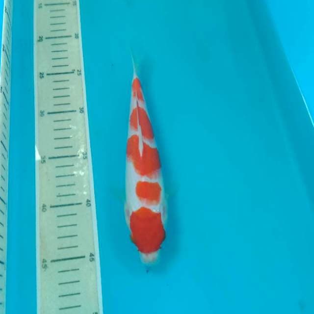 Kohaku 24cm