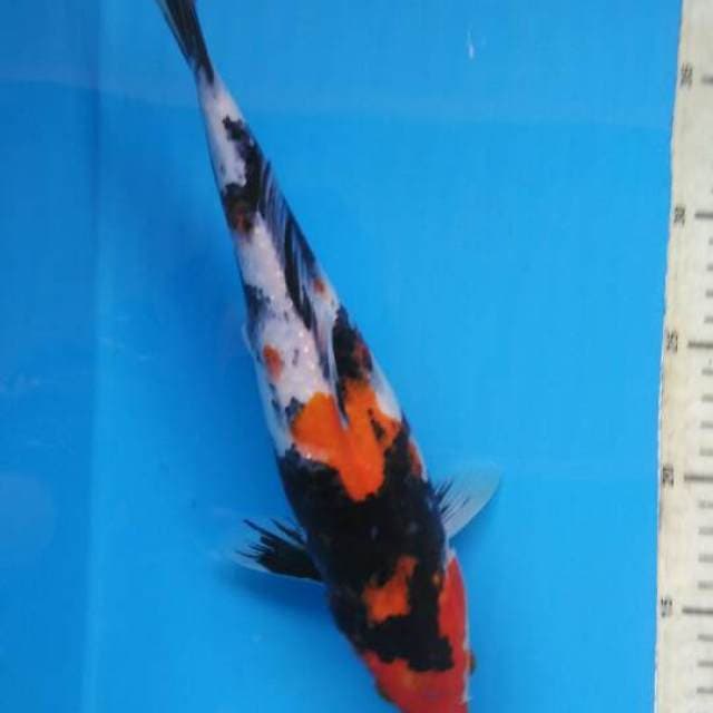 SHOWA SANSHOKU