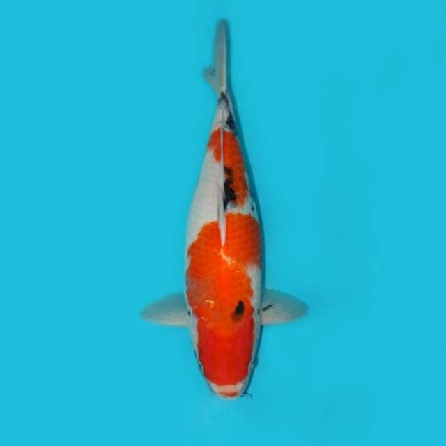 Showa F1Tategoi 36 cm