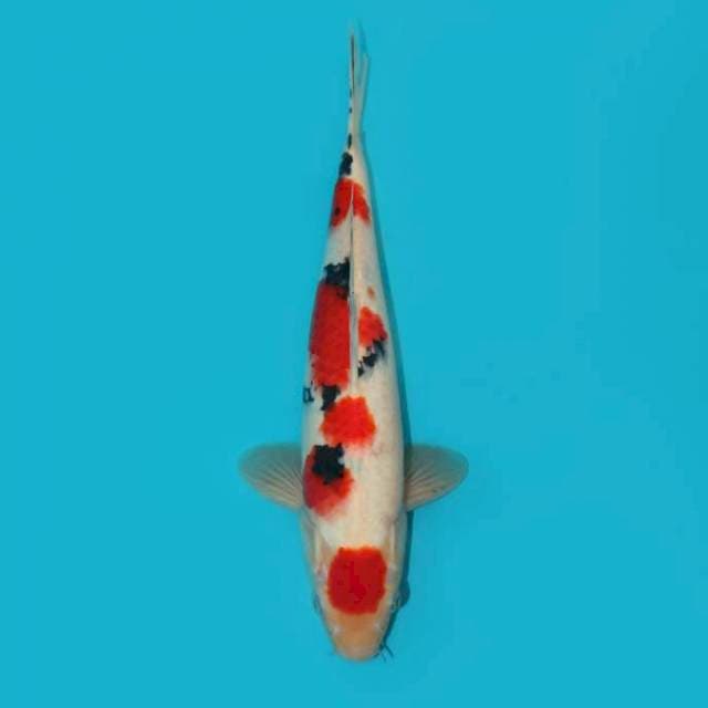 Sanke Male Red 31 cm