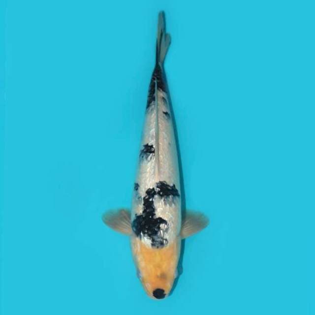 Shiro Ginrin Tategoi 35 cm
