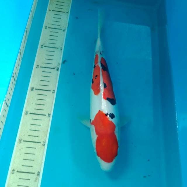 Sanke doit 32 cm