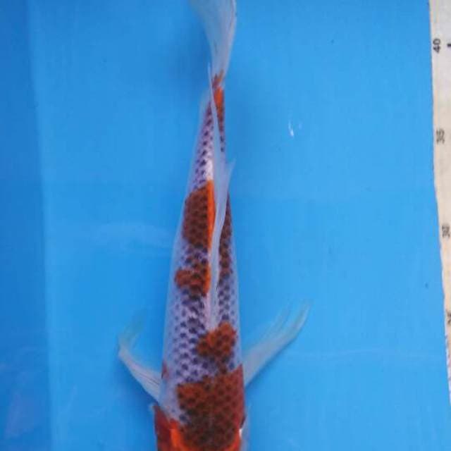 KUMPAY GOSHIKI YONDAN