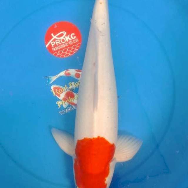 Kohaku male