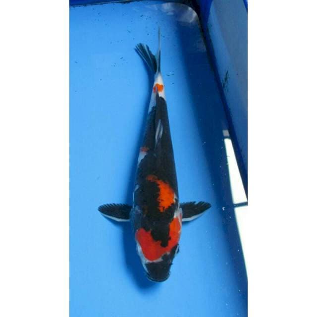 BLACK JET SHOWA 26CM