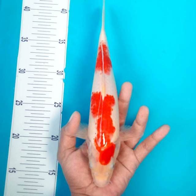 KOHAKU #28CM
