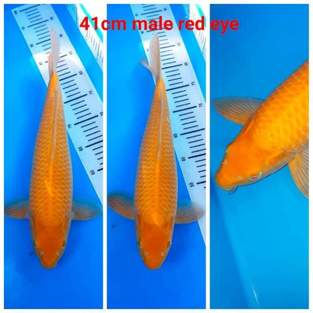 Karasi red eye F1 41cm Male