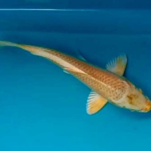 OGON #26Cm