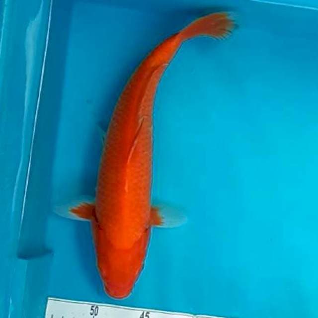AKA #35CM