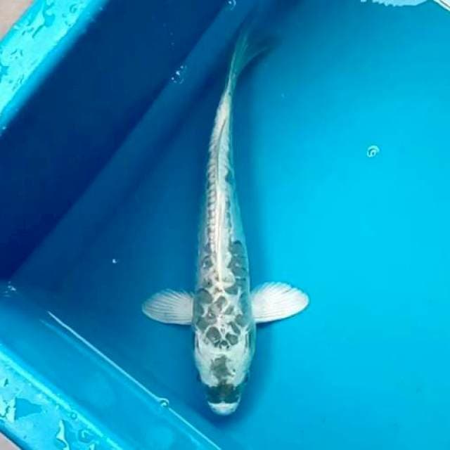 KIKO #27cm
