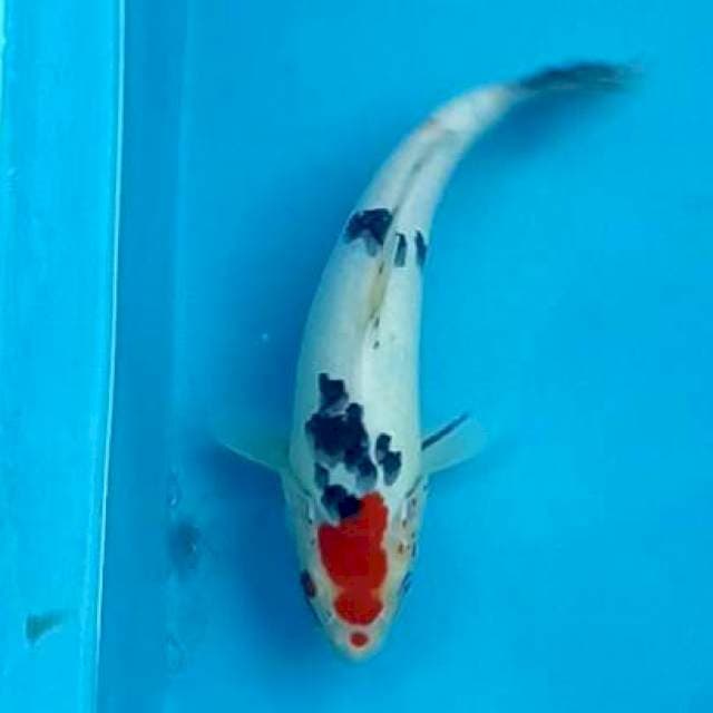 MARUTEN SANKE #28CM