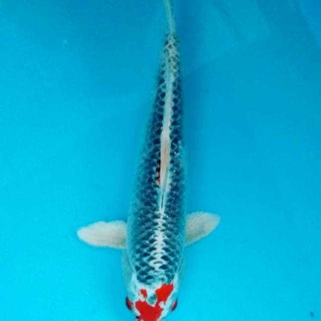 Antikan 32 cm