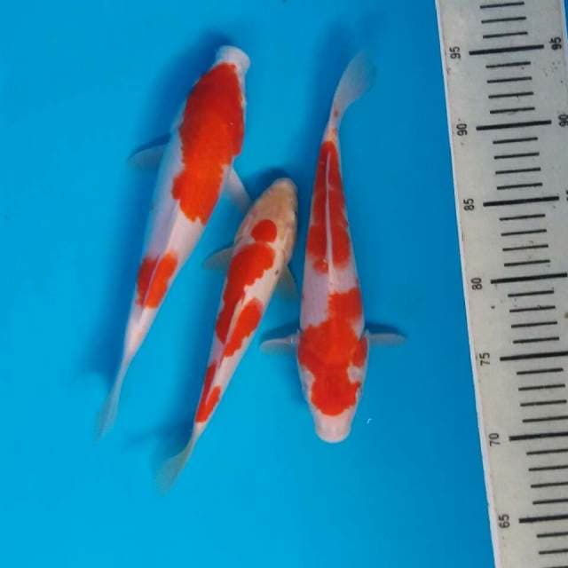 Mix kohaku