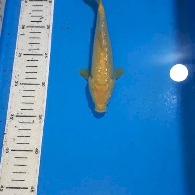 KARASI GINDRIN MATA MERAH 21 CM