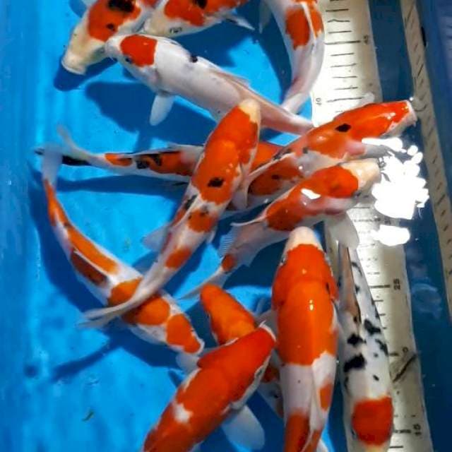 KOHAKU SANKE TANCHO 20 SAMPAI 23 CM