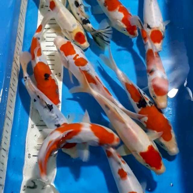 MIX TANCHO SANKE KOHAKU 19 SAMPAI 21 CM