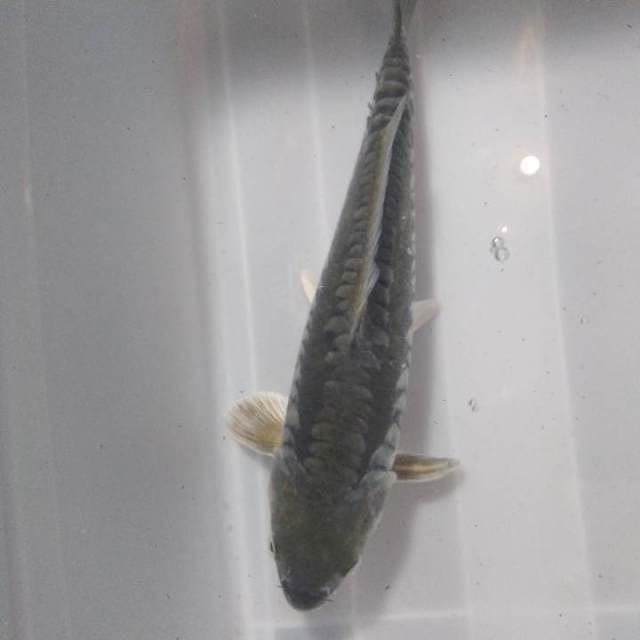 Modori aragoke