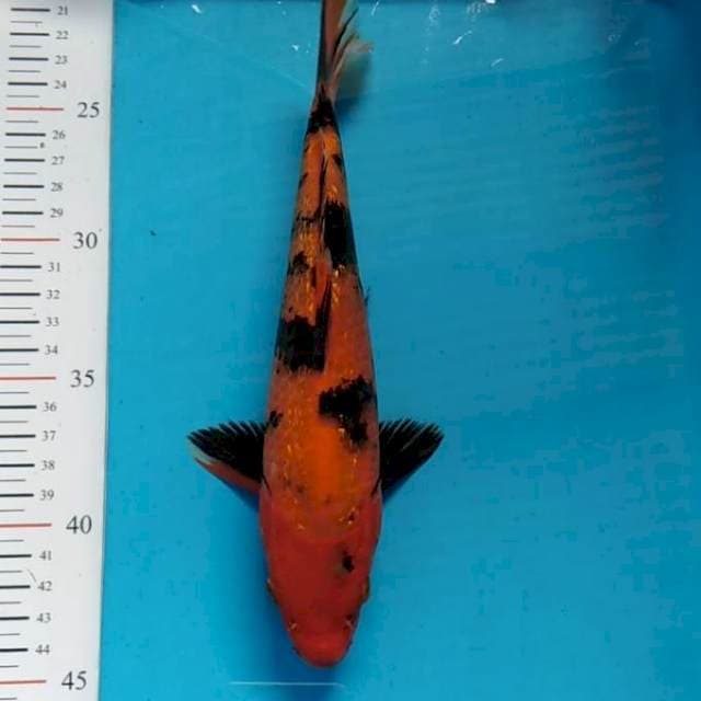 Hi utsuri 24cm