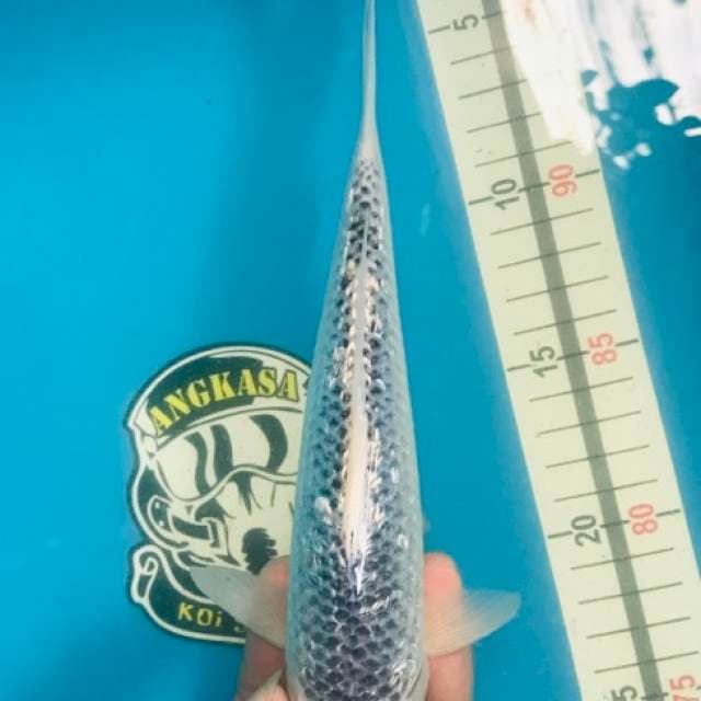 Asagi Ginrin 30 Bu