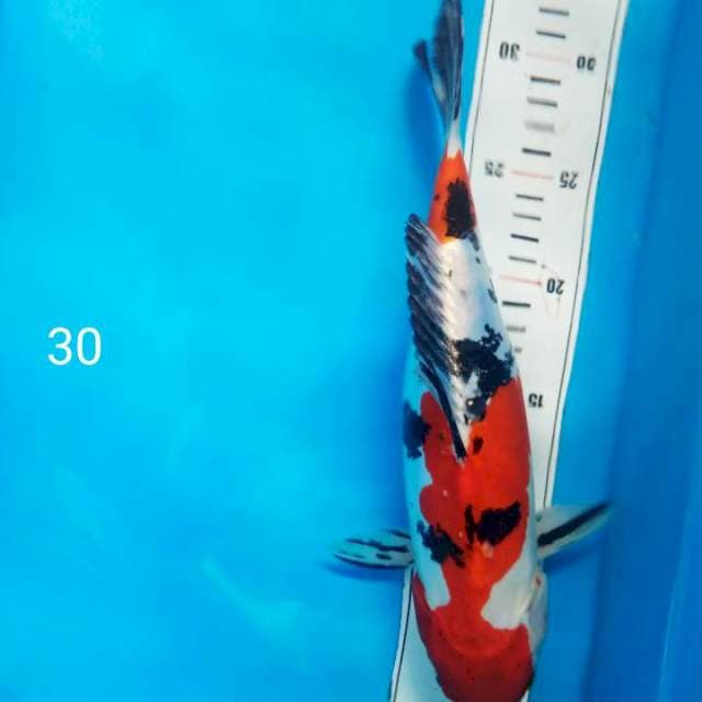 doitsu sanke 30 cm