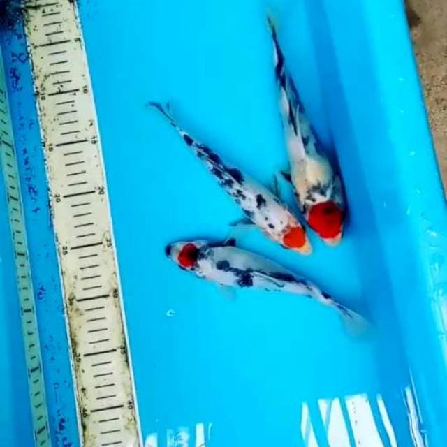 TANCHO SHOWA 20 SAMPAI 25 CM
