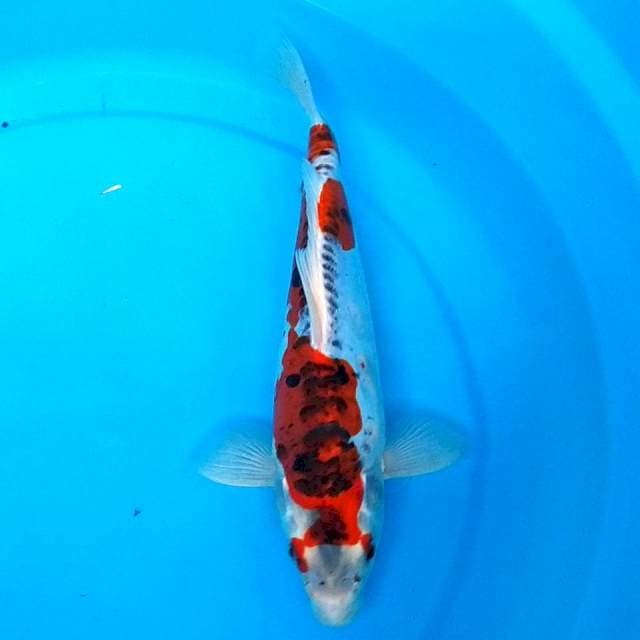 29CM - KIKOKURYU